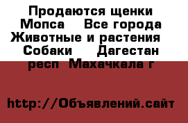 Продаются щенки Мопса. - Все города Животные и растения » Собаки   . Дагестан респ.,Махачкала г.